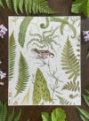 art print: the fernery 'frog' pale sage (copy)