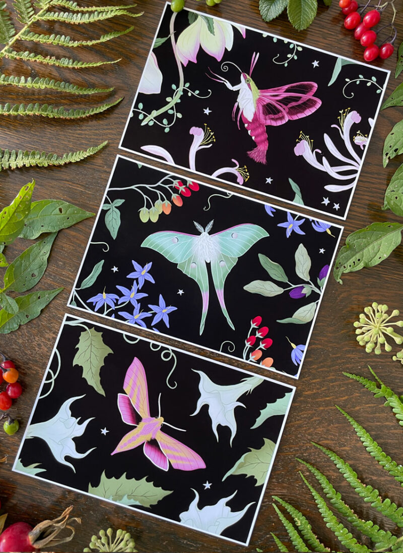 postcard art prints the moth collection black
